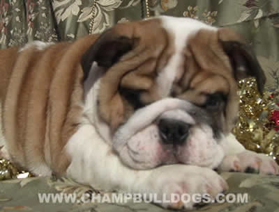 English Bulldog pictures